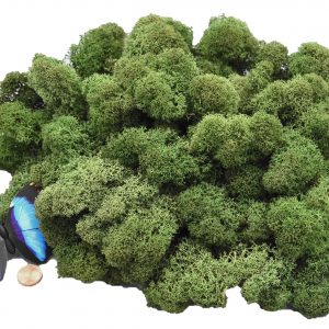 Muwse Islandmoos Tannengrün 100 g Maßstab Spur 1 Modellbau