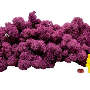 Muwse Islandmoos Viola 100 g Maßstab Spur 1 Modellbau