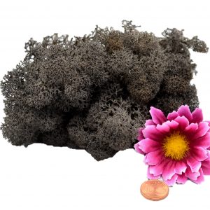 Muwse Islandmoos Dunkelgrau 10 g Maßstab Spur 1 Modellbau