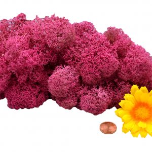 Muwse Islandmoos Veilchen Pink 25 g Maßstab Spur 1 Modellbau