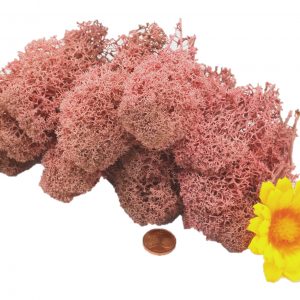 Muwse Islandmoos Rosa 25 g Maßstab Spur 1 Modellbau