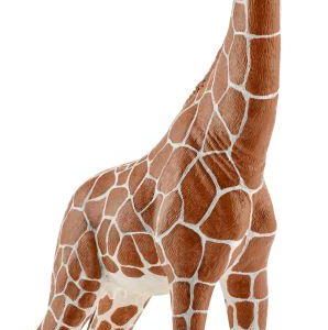 Giraffenkuh