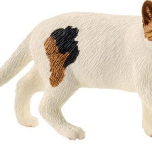 Amerikanische Kurzhaarkatze