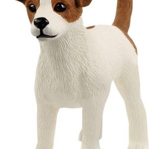 Jack Russell Terrier