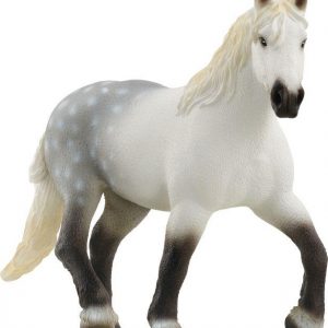 Percheron Stute