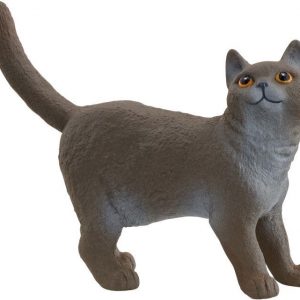 Britische Kurzhaar Katze