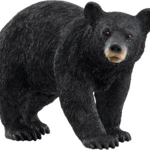 Amerikanischer Schwarzbär