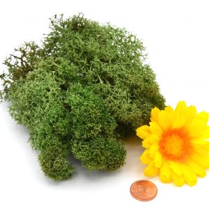 Muwse Islandmoos Tannengrün 10 g Maßstab Spur G Modellbau