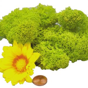 Muwse Islandmoos Frühlingsgrün 10 g Maßstab Spur G Modellbau