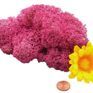 Muwse Islandmoos Veilchen Pink 10 g Maßstab Spur G Modellbau