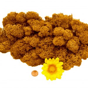 Muwse Islandmoos Melonengelb 50 g Maßstab Spur G Modellbau