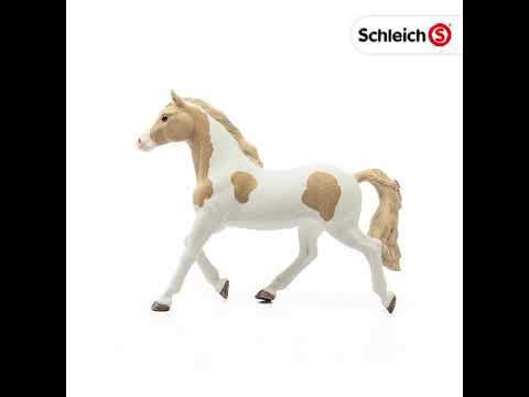 HC Paint Horse Stute – Bild 2