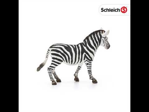 Zebra Stute – Bild 2